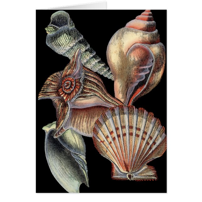 Schätze des Meeres (Vorne)