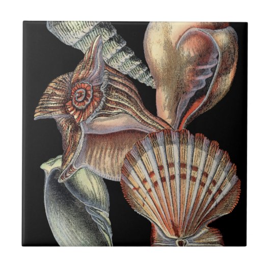 Schätze des Meeres Fliese (Vorderseite)