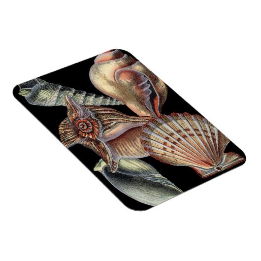 Schätze des Meeres Magnet (Rechte Seite)