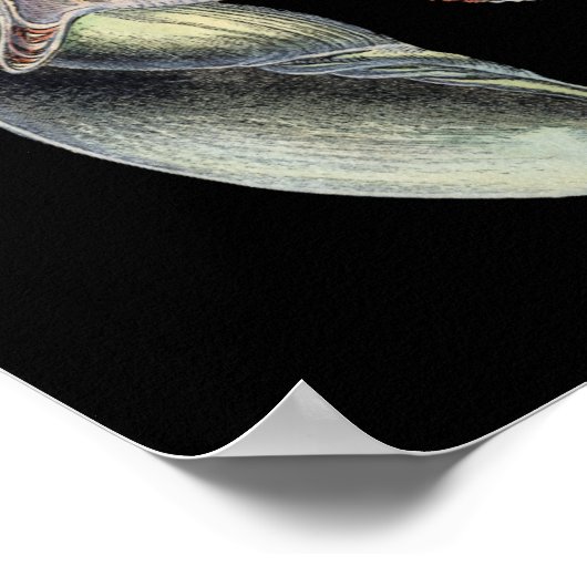 Schätze des Meeres Poster (Ecke)