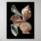 Schätze des Meeres Poster (Vorne)