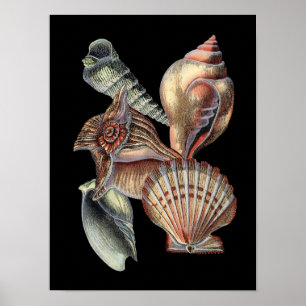 Schätze des Meeres Poster