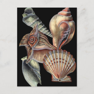 Schätze des Meeres Postkarte