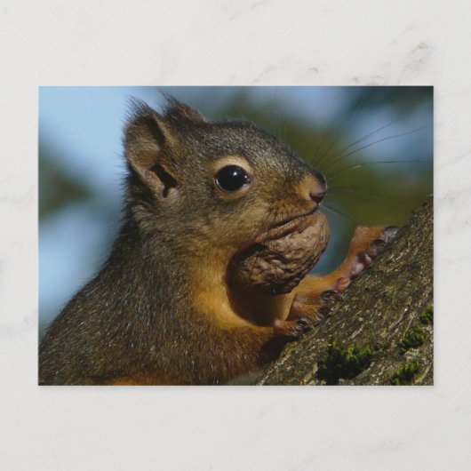Schätze eines Chipmunks Postkarte (Vorderseite)