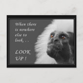 Schauen Postkarte (Vorderseite)