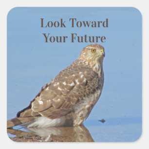 Schauen Sie auf die Zukunft Wild Raptor Bird Hawk  Quadratischer Aufkleber