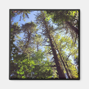 Schauen Sie sich die Bäume an Magnet