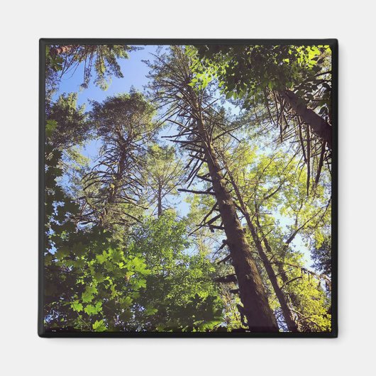 Schauen Sie sich die Bäume an Magnet (Vorne)