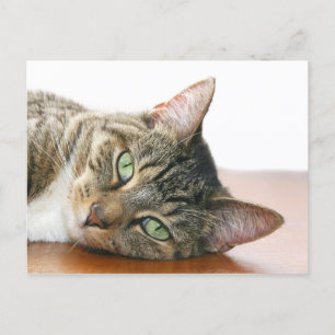 Schauen Sie sich Ihre Katze an Postkarte