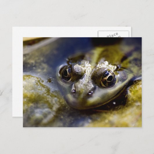 Schauen Sie sich mal an Postkarte (Vorne/Hinten)