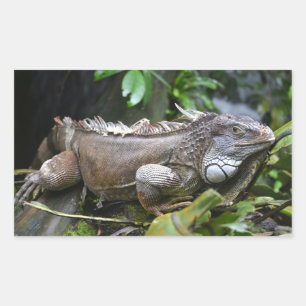 Schauen Sie sich Me Lizard Singapore Zoo an Rechteckiger Aufkleber