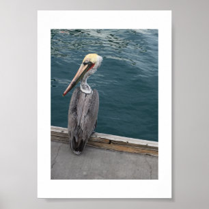 Schauen Sie sich meine Vogelfarbfotografie an Poster