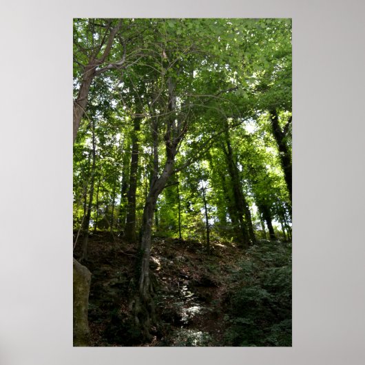 Schauen und Baumposter Poster (Vorne)