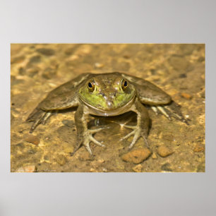 Schaust du mich an? American Bullfrog Poster