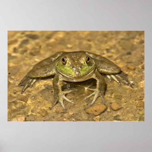 Schaust du mich an? American Bullfrog Poster (Vorne)