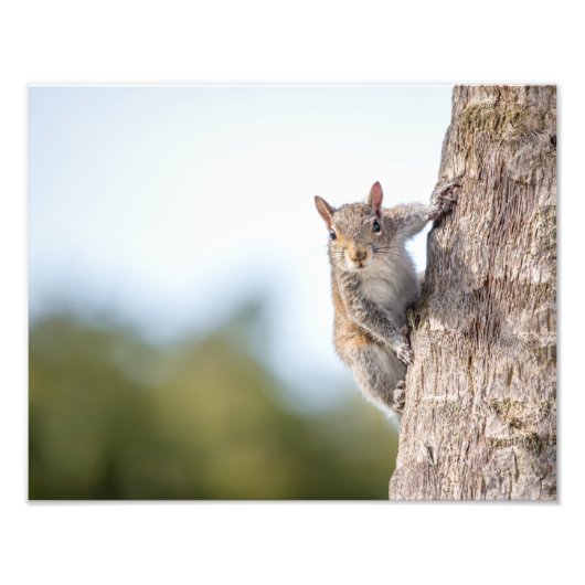 Schaut euch an! Eichhörnchen-Foto Fotodruck (Vorne)