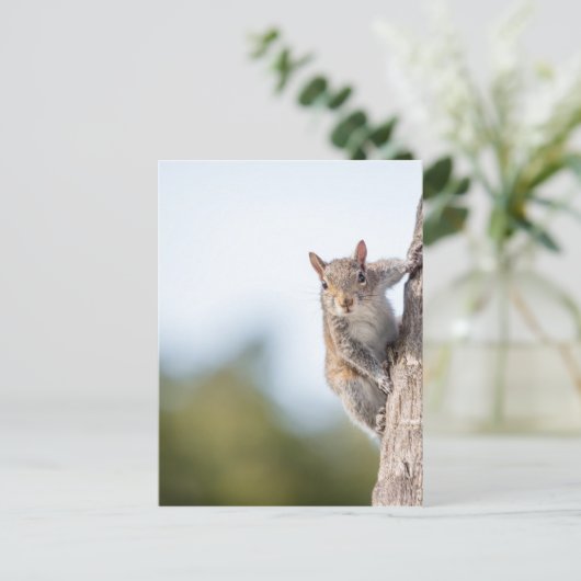 Schaut euch an! Eichhörnchen Postkarte (Stehend Vorderseite)