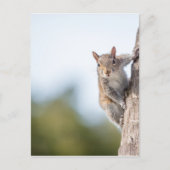 Schaut euch an! Eichhörnchen Postkarte (Vorderseite)