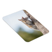 Schaut euch an! Squirrel Magnet (Rechte Seite)