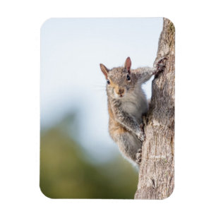 Schaut euch an! Squirrel Magnet