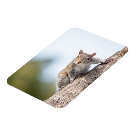Schaut euch an! Squirrel Magnet (Linke Seite)