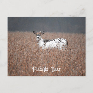Scheckenhirsch-Foto-Postkarte Postkarte