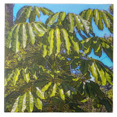 Schefflera Schirme Keramikfliese (Vorderseite)