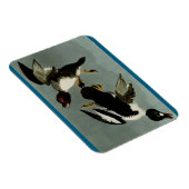 Schellente Meerente Magnet (Rechte Seite)