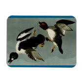 Schellente Meerente Magnet (Horizontal)