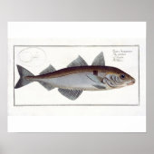 Schellfisch (Gadus Aeglefinus) Platte LXII aus 'Ic Poster (Vorne)