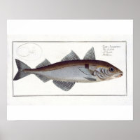 Schellfisch (Gadus Aeglefinus) Platte LXII aus 'Ic