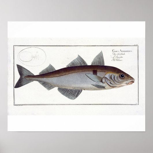 Schellfisch (Gadus Aeglefinus) Platte LXII aus 'Ic Poster (Vorne)