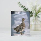 Schellfisch Postkarte (Stehend Vorderseite)