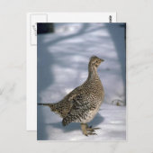 Schellfisch Postkarte (Vorne/Hinten)