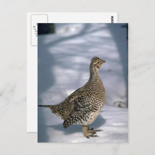 Schellfisch Postkarte (Vorne/Hinten)