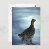 Schellfresser Postkarte (Vorne/Hinten)