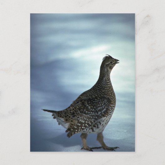 Schellfresser Postkarte (Vorderseite)