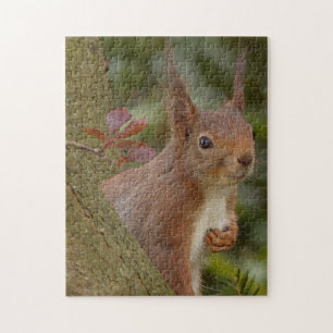 Schelmiges Rotes Eichhörnchen Puzzle