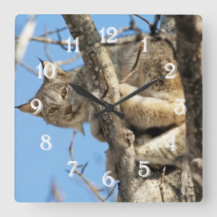 Schelmischer Luchs Quadratische Wanduhr