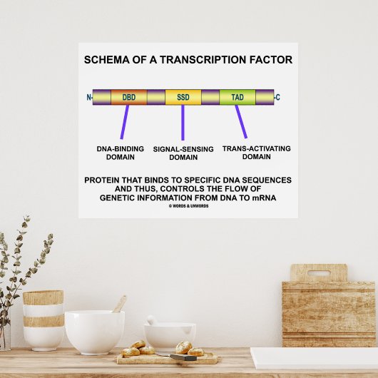 Schema eines Transkriptionsfaktors (Protein) Poster (Küche)