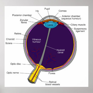 Schematische anatomische Darstellung des menschlic Poster