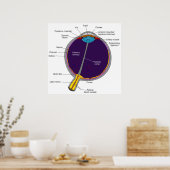 Schematische anatomische Darstellung des menschlic Poster (Küche)