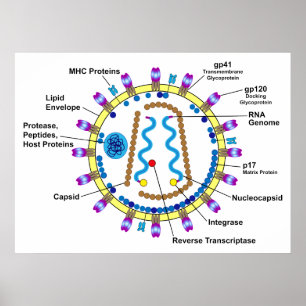 Schematische Darstellung eines HIV-Virion-Diagramm Poster