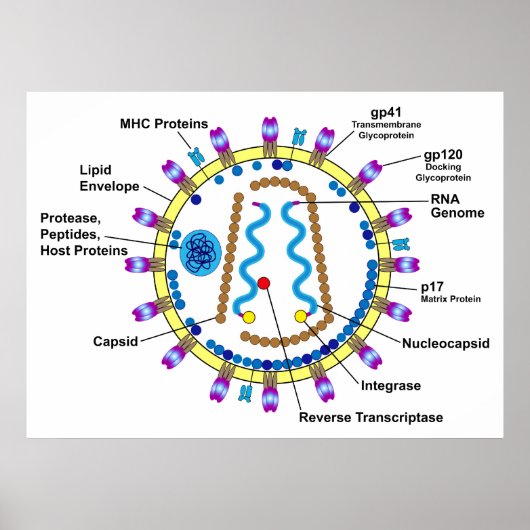 Schematische Darstellung eines HIV-Virion-Diagramm Poster (Vorne)