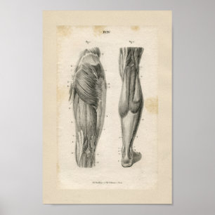 Schenkel-Bein-Muskel-Vintager Anatomie-Druck Poster