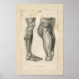 Schenkel-Bein-Muskel-Vintager Anatomie-Druck Poster