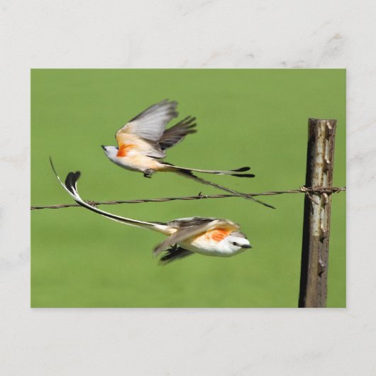 Schere im Flug Postkarte (Vorderseite)