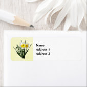 Scheue kleine Narzisse (Insitu)