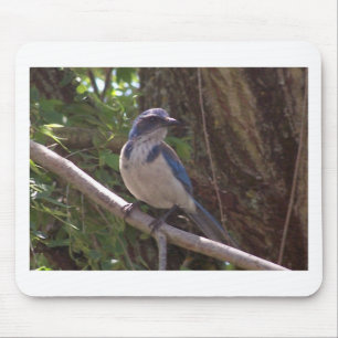 Scheuern Sie Jay Mousepad