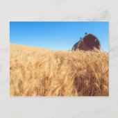 Scheune, Sommerweizenfelder nähern sich Sprague, Postkarte (Vorderseite)